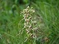 27_Orchis bouc
